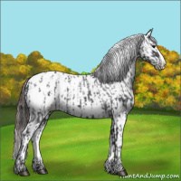 Horse Color:Black Splash Appaloosa  and Gray Black Splash Appaloosa 