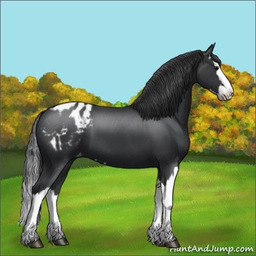 Horse Color:Black Splash Appaloosa 