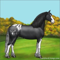 Horse Color:Black Splash Appaloosa 