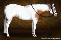 Horse Color:Brown Splash Tobiano Frame Rabicano  and Brown Splash Tobiano Frame Rabicano 