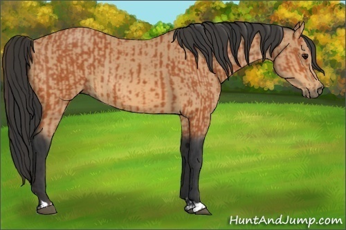 Horse Color:Bay and Buckskin