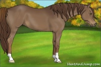 Horse Color:Liver Chestnut 