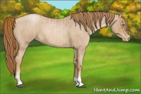Horse Color:Chestnut Pearl Sabino  and Red Roan Pearl Sabino 