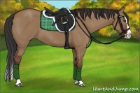 Horse Color:Bay Dun Splash 