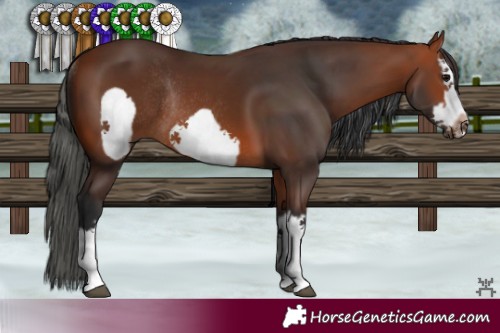 Horse Color:Brown Splash Frame Rabicano