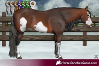 Horse Color:Brown Splash Frame Rabicano