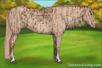 Horse Color:Chestnut  and Gold Champagne 