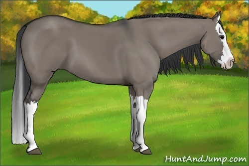 Horse Color:Grullo Splash 