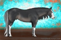 Horse Color:Black Splash