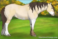 Horse Color:Amber Champagne Dun and Amber Champagne Dun Splash