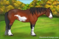 Horse Color:Brown Splash Frame Rabicano 