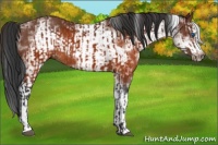 Horse Color:Brown Splash Frame Rabicano  and White Spotted Brown Splash Frame Rabicano 