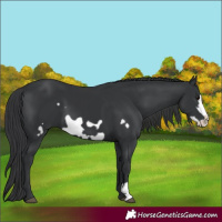 Horse Color:Black  and Black Frame 