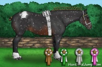 Horse Color:Brown Appaloosa