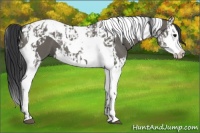 Horse Color:Grullo Splash Tobiano  and Grullo Splash Tobiano 
