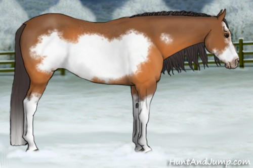 Horse Color:Buckskin Splash Frame Rabicano 