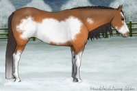 Horse Color:Buckskin Splash Frame Rabicano