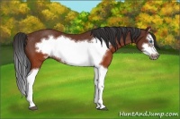 Horse Color:Brown Splash Frame Rabicano