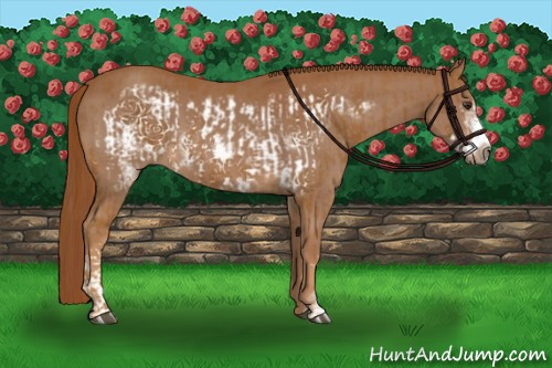 Horse Color:Chestnut Frame  and Chestnut Frame 