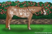 Horse Color:Chestnut Frame  and Chestnut Frame 