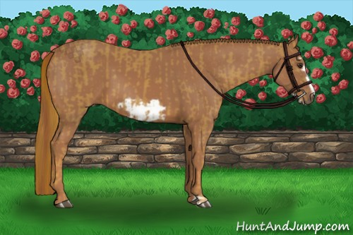 Horse Color:Chestnut Frame and Chestnut Frame
