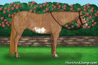 Horse Color:Chestnut Frame  and Chestnut Frame 