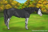 Horse Color:Black Splash  and Black Splash 