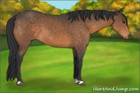 Horse Color:Buckskin 