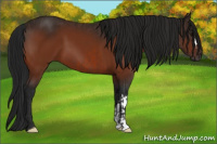 Horse Color:Bay and Gray Bay