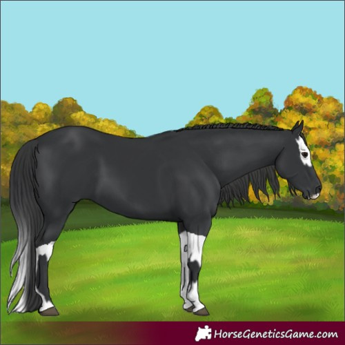 Horse Color:Black  and Black Splash 