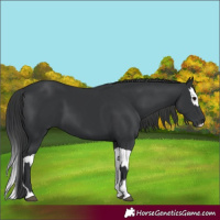 Horse Color:Black  and Black Splash 