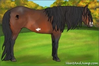Horse Color:Bay and Bay Frame