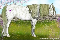 Horse Color:Watercolor Classic Cream Champagne Roan Dun Splash Frame Near Leopard Rabicano