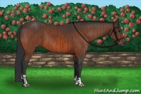 Horse Color:Bay and Bay