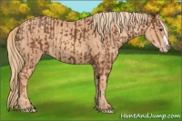 Horse Color:Chestnut  and Gold Champagne 