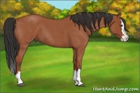 Horse Color:Bay Roan Splash