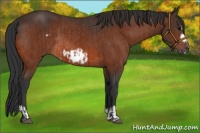 Horse Color:Bay Frame  and Bay Frame Rabicano 