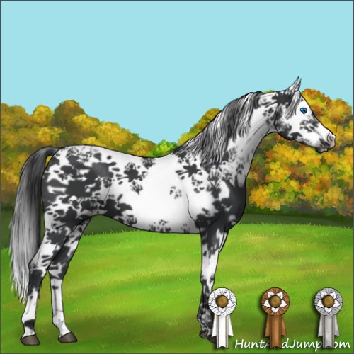 Horse Color:Black Frame 