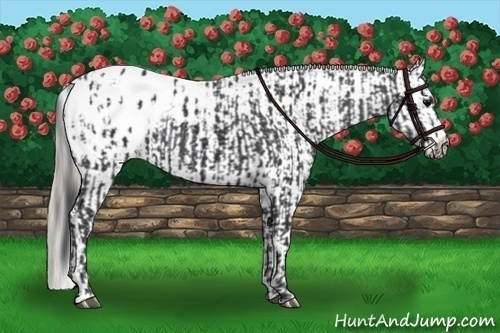 Horse Color:Black Appaloosa Rabicano  and Silver Black Appaloosa Rabicano 