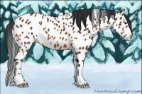 Horse Color:Bay Appaloosa 