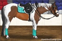 Horse Color:Bay Tobiano 