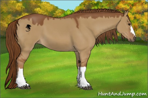 Horse Color:Red Dun 