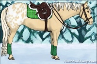 Horse Color:Palomino Appaloosa 