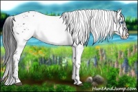 Horse Color:Liver Chestnut Frame 