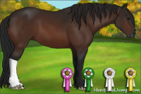 Horse Color:Gray Brown 
