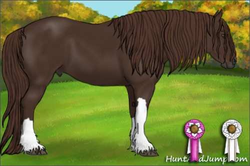 Horse Color:Gray Chestnut 