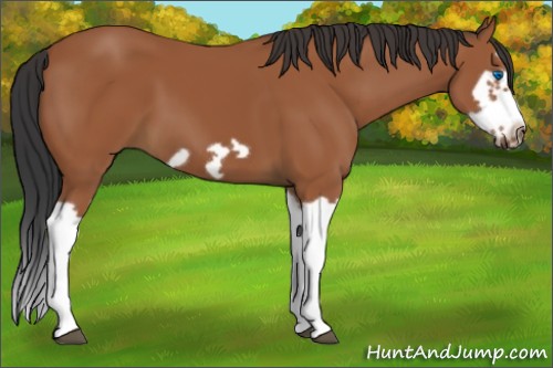 Horse Color:Bay Splash Frame 