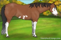 Horse Color:Bay Splash Frame 