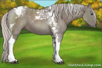 Horse Color:Silver Grullo Tobiano