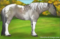 Horse Color:Grullo Tobiano